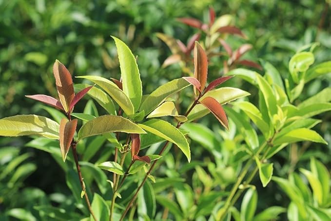 PERFECT PLANTS Tea Olive 1 gallon