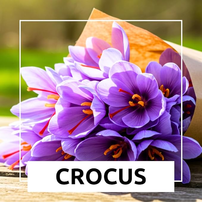 Rare Crocus Saffron Flower Bulbs for Planting, Crocus Sativus (50 Bulbs)