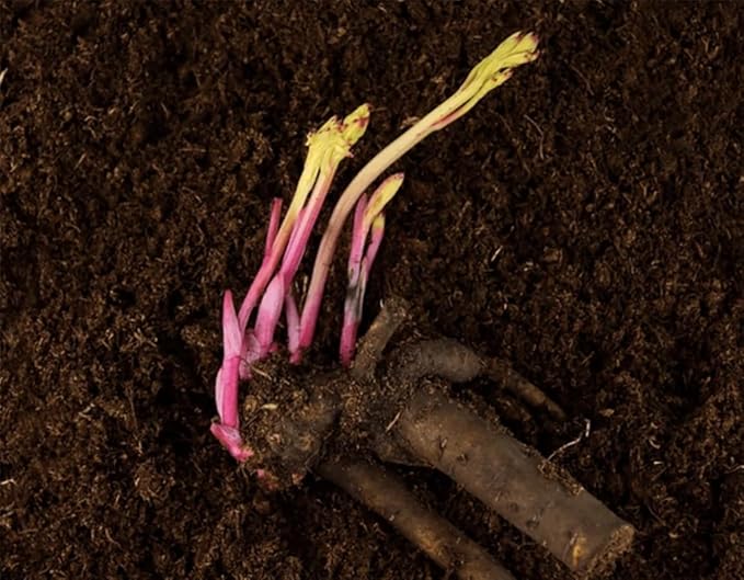 Sarah Bernhardt Double Pink Peony - Large 3-5 Eye, Bare Root | Premium Peony for Planting