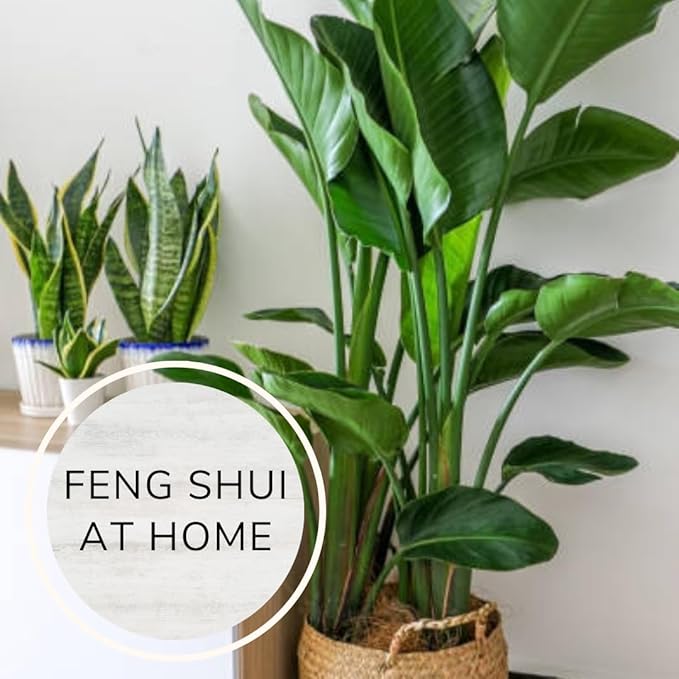 Bird of Paradise Plants Live (4-Pack), Strelitzia Plants with Perennial White Flowers, Indoor/Outdoor Plants, Exotic Tropical Decor, Not Artificial, 6-10" Height. 2" Pot