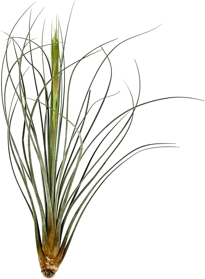 ragnaroc Air Plants - Tillandsia Juncea, Jumbo 8-12" - 5ct - Live Arrival Guaranteed - House Plants for Home Decor & Gift