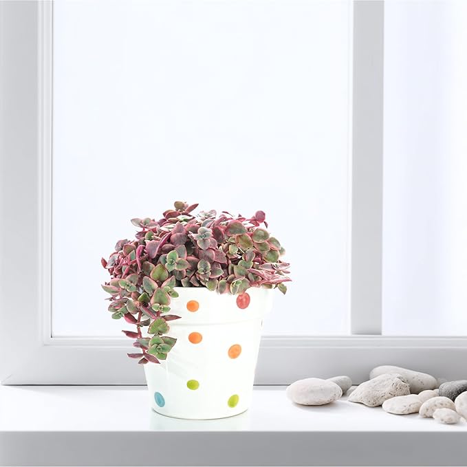 Live Succulents 'Crassula pellucida SSP' (4-inch), Succulent Plants Fully Rooted in Pots with Soil, Easy-Care House Plant for DIY, Home Office Decor, Wedding Party Favor