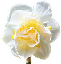 Easy to Grow Narcissus Daffodil White Lion 10 Plant Bulbs - Fragrant White & Yellow Double Flowers in Spring, Full Partial Sun Outdoor Zones 4-8