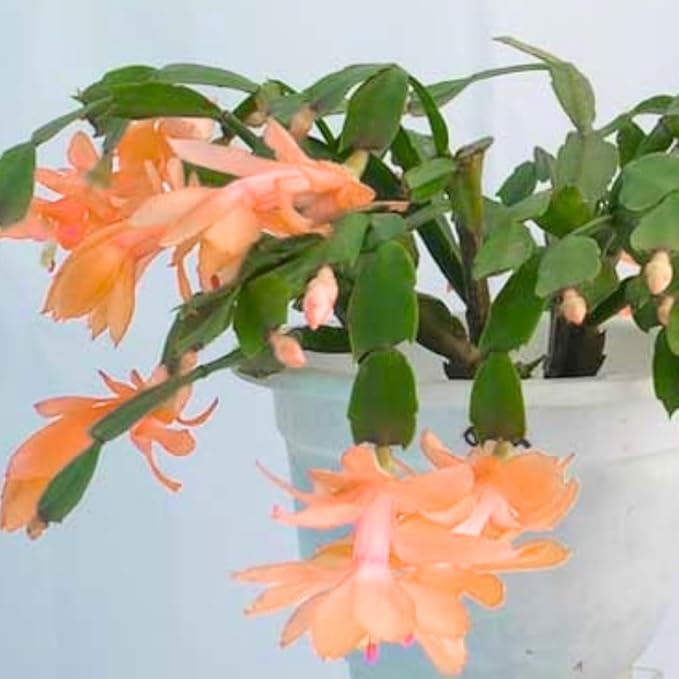 Thanksgiving Cactus Live Plant in 4" Pot, Holiday Christmas Cactus Plants Live, Winter Bloom, Indoor Planting, Ready to Blooms (Peachy Yellow)