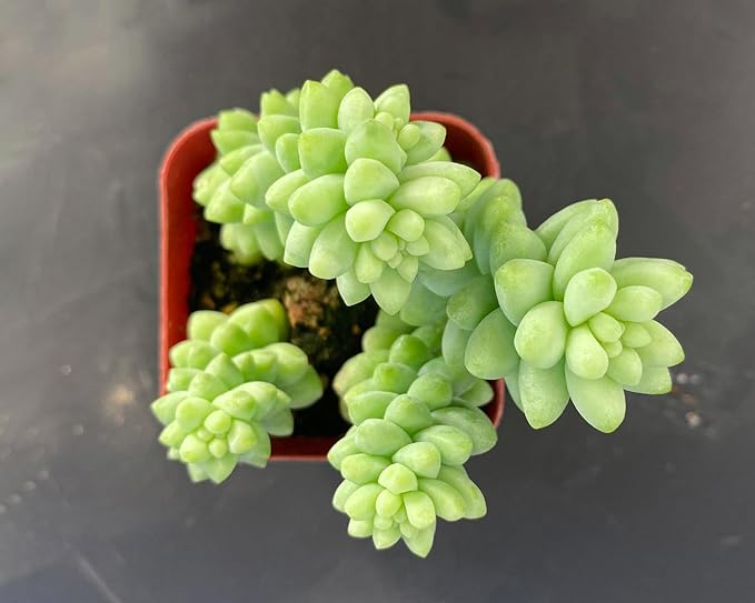 Sprout N Green Donkey's Tail, Live Sedum Morganianum-Burro's Tail, Succulent Plant Fully Rooted in 2" Pot, Real House Plant for Indoor Outdoor Home Office Wedding Decoration Party Favor