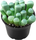2" Live Succulent 'Baby Toes', Rare Succulent Plants Fully Rooted in Pots, Unique House Plant for DIY, Party Favor, Home Office Decoration