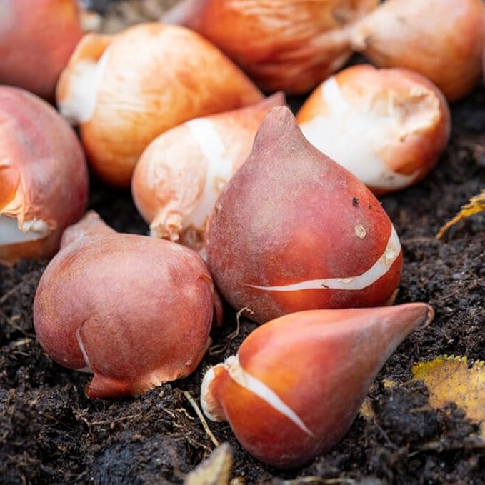 35 Mixed Tulip Bulbs – Assorted for Spring Color – Perfect for Beds, Borders & Containers – Bulk Pack of Flowers for Spring – Easy Fall Planting - Live Garden - Bulb Size 11/12cm - Willard & May