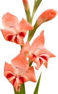 Easy to Grow Gladiolus 'Nathalie' Plant Bulbs (10 Pack) - Coral Orange-Pink Flowering Blooms in Spring to Summer Gardens