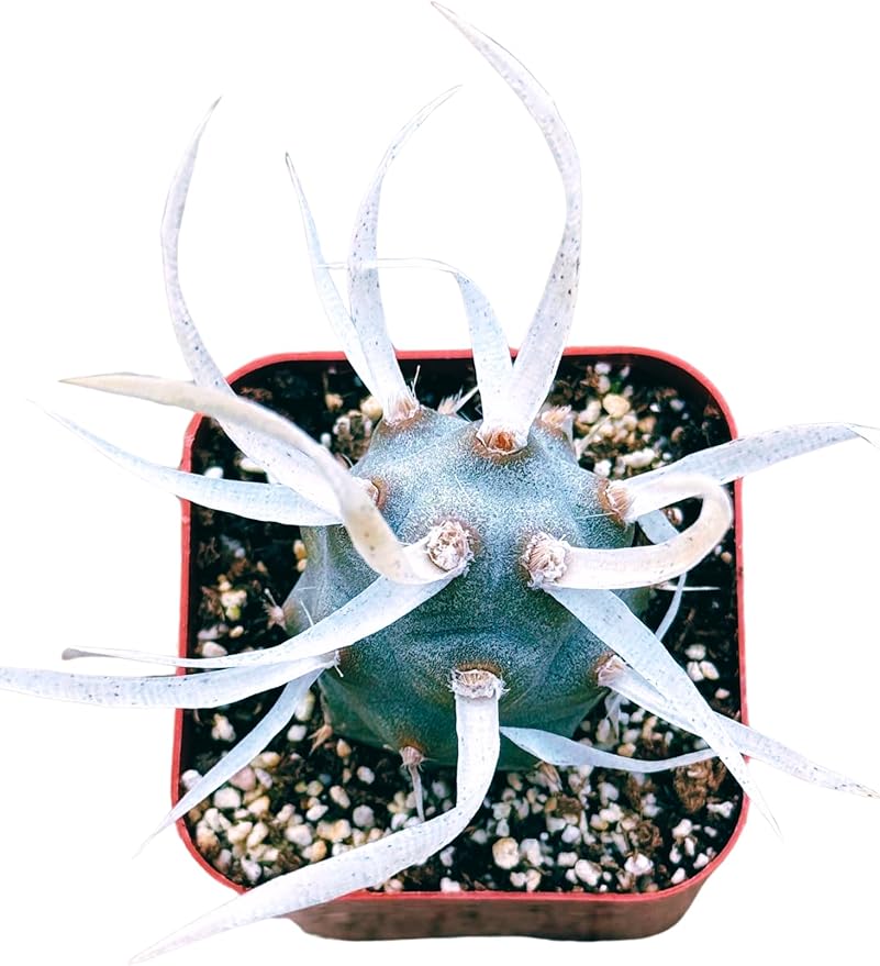 Succulents Plants Live 2inch Live Mini Succulent Plants, Easy Care House Plants Rooted in Succulent Soil Mix, by The Succulent Cult (Paper Spine Cactus - Tephrocactus Articulatus, 2 Inch)