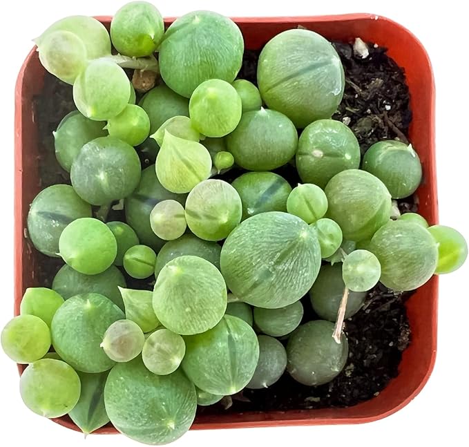 Sprout N Green Live Mini Succulent Plant, 2in String of Pearls, 1 Pack Rare Fully Rooted in Pot, Real House Plant for Home Office Wedding Decoration DIY Projects Party Favor