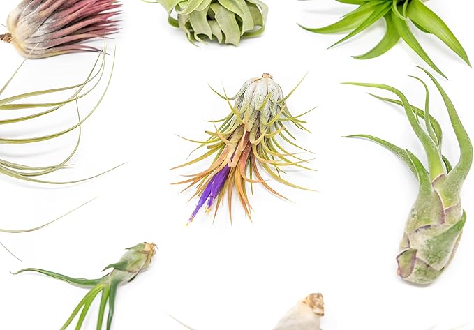 Grab Bag Pack Small & Medium Air Plants - Fertilizer Packet - Wholesale - Bulk - Live Tillandsia - Easy Care House Plant - Succulents, 10 Count (Pack of 1)