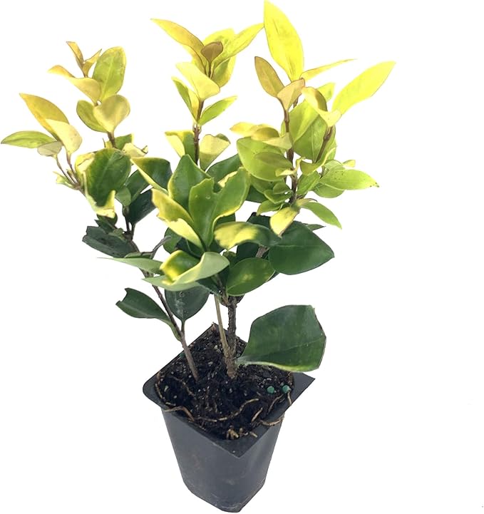 Ligustrum Japonicum Howardi - 3 Live Plants - Privet Howardii - Variegated Evergreen Shrub