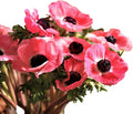 Easy to Grow Anemone Italian Mistral Plus Rosa Shocking 10 Plant Bulbs - Rose Pink Flowers in Spring, Full Sun Outdoor Zones 8-10