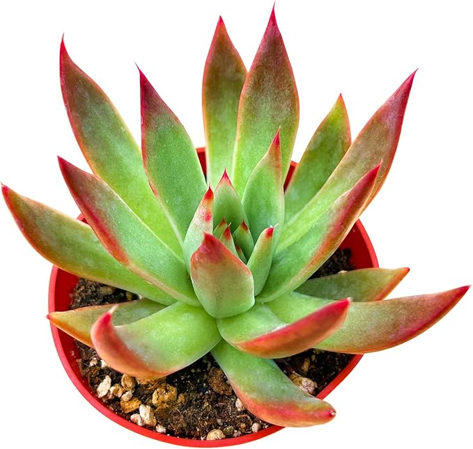 Sprout N Green Echeveria Agavoides 'Morgain', Live Cactus Plant Fully Rooted in 4" Pots with Soil Mix, Houseplant for Indoor Outdoor Home Office Décor