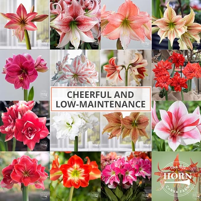 Aquaro Double Amaryllis Bulb by Horn Canna Farm | Large Indoor Holiday Flower Bulb | White Double Blooms with Pink Streaked Petals