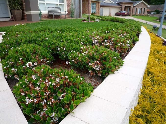 Indian Hawthorn - 10 Live Plants - Rhaphiolepis Indica Alba - Flowering Evergreen Shrub