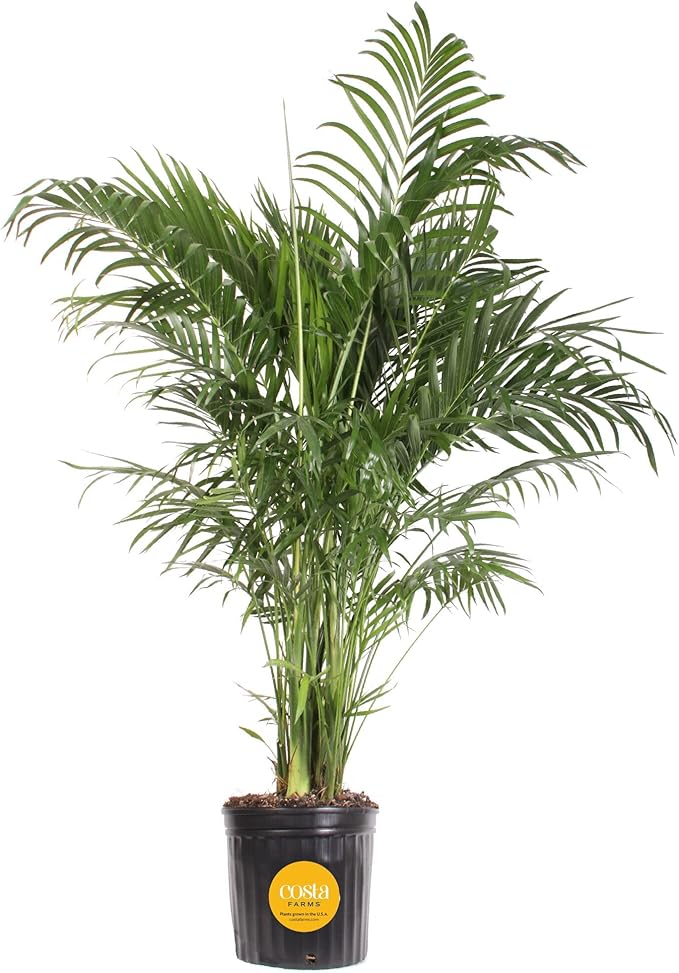 Costa Farms Cat Palm Live Plant in Plastic Pot, Large Indoor Houseplant, Perfect for Home, Room, or Office Decor, Great House Warming or Birthday Gift, 3-4 Feet Tall
