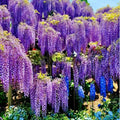 Purple Wisteria Live Plant, 6-12" Tall, Wisteria Vine in 2.5" Pot, Fragrant Flowering Climbing Plant for Outdoor Garden and Trellis