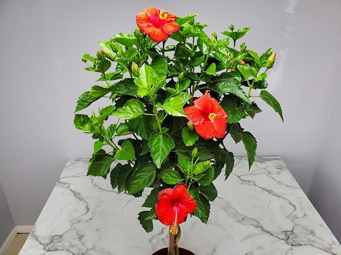 Braided Hibiscus Tree Live - Red President - Overall Height 38" to 44" - Tropical Plants of Florida (Plant Only)