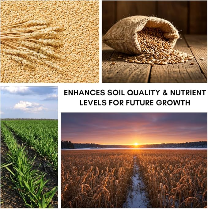 Wheat Cover Crop Seeds | Made in USA (10 Pounds)