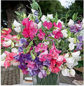 Dwarf Bijoux Sweet Pea Mixed Seeds - Approximately 65 Seeds…
