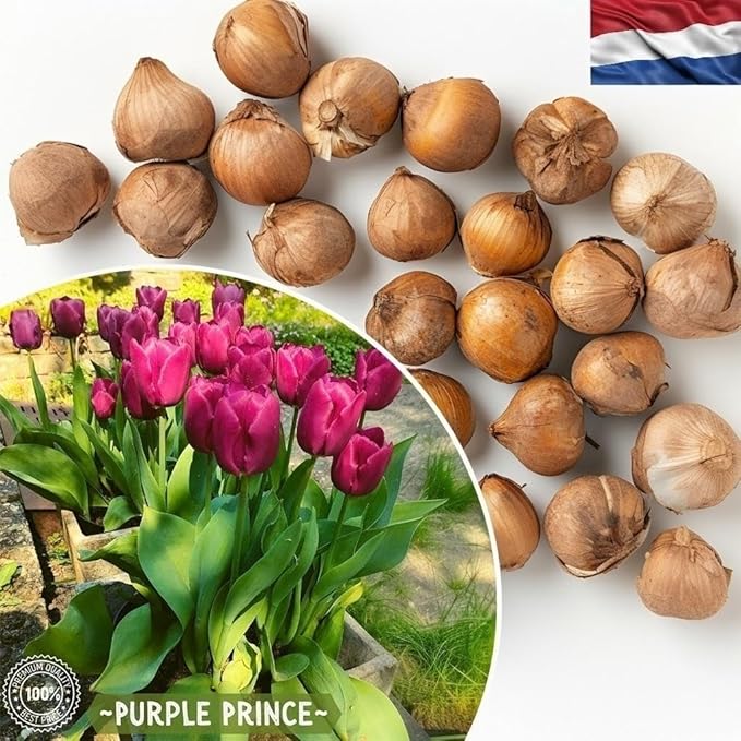 Purple Prince Tulip Bulbs – 30 Bulbs Easy Grow Perennial Tulips | Vibrant Early Spring Blooms | Fall Planting | Excellent for Cutting & Garden Borders