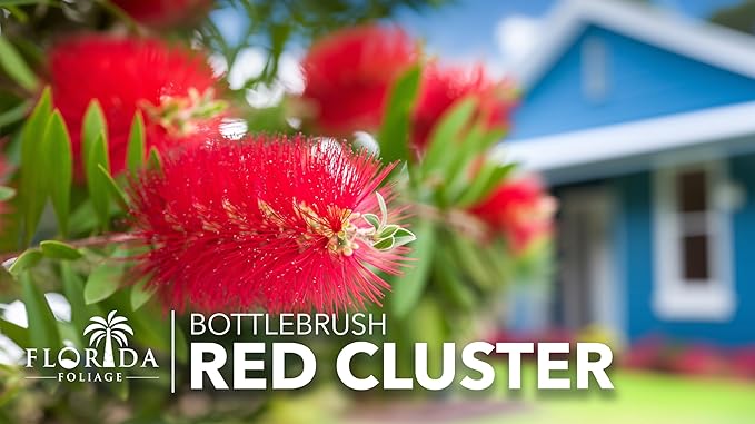Red Cluster Bottlebrush | 30 Live Plants | Callistemon | Low Maintenance Shrub, Drought Tolerant, Vibrant Red Blooms, Evergreen Foliage, Hummingbird Magnet, Fast Growing, Ornamental Garden Accent