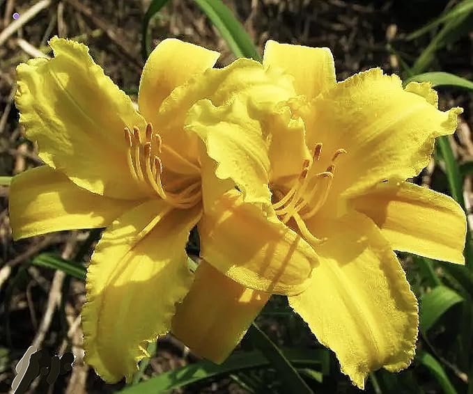 Mary Todd Daylily - Bare Root Plant, Hardy Perennial for Zone 3, Vibrant Orange Blooms, Low Maintenance, Ideal for Full Sun or Partial Shade, Perfect for Garden Borders & Landscapes