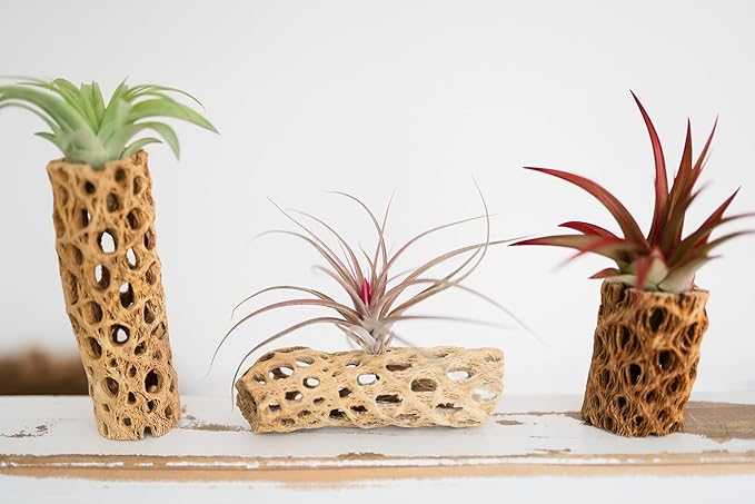 Air Plant Shop 3 Inch Cholla Cactus Holders with Assorted Air Plants- Wholesale and Bulk - Succulents - Live Tillandsia - Easy Care Indoor and Outdoor House Plants (Pack of 1)
