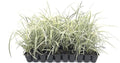Aztec Grass - 40 Live Plants - Variegated Liriope - Ophiopogon Intermedius Argenteomarginatus
