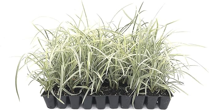 Aztec Grass - 40 Live Plants - Variegated Liriope - Ophiopogon Intermedius Argenteomarginatus