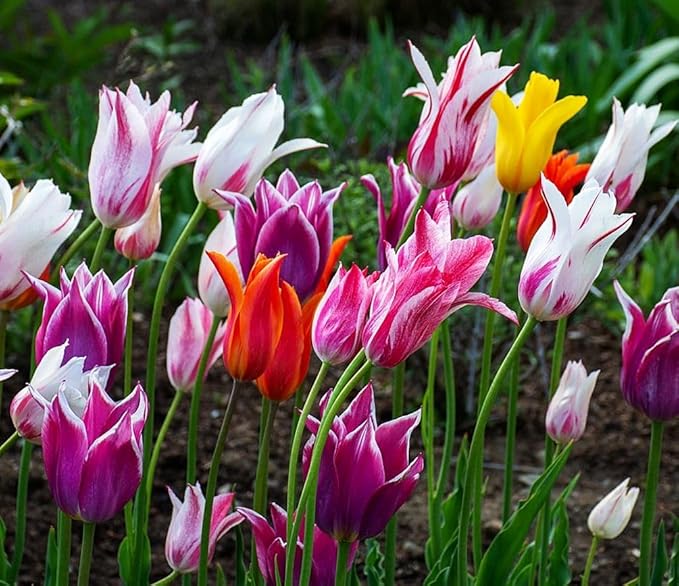 Tulips Lily Flowering Mixture Tulip Pink Red White Yellow Plant Bulbs Spring Flowering Gardens Size 12+ (100, Lily Flowering Mixture)