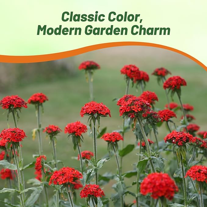 Outsidepride Chalcedonica Lychnis Seeds - 5000 Pcs Perennial Flower Seeds with Long Blooming Season & Attractive to Pollinators, Easy to Propagate for Borders, Containers, or Cottage Gardens