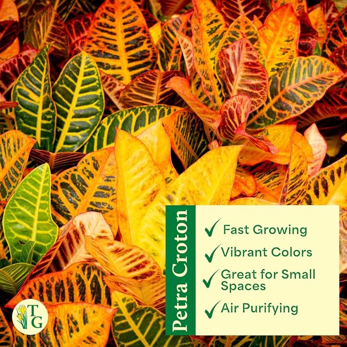 Thorsen's Greenhouse Live Petra Croton Plant, Codiaeum Variegatum, Colorful Foliage, Live Indoor Houselant (Gold, 4-inch Pot)