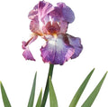 Easy to Grow Bearded Iris Wine Festival - 3 Plant Bulbs Rhizomes, Bright Purple & White Flowers in Spring to Fall, Full Sun Low Maintenance