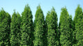 Two Pack of Green Giant Arborvitae Trees - Fast Growing Evergreen - 2 Live Plants Shipped 1 to 2 Feet Tall by DAS Farms (No California)