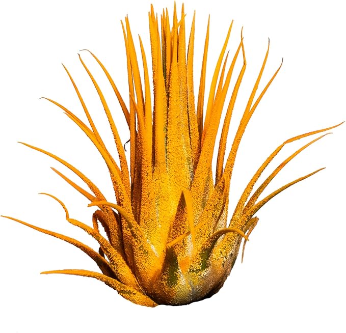 Air Plants - Tillandsia Ionantha - Organically Enhanced Color - Live Arrival Guaranteed - House Plants for Home Decor & Gift (3pk Marigold + White Barrels)