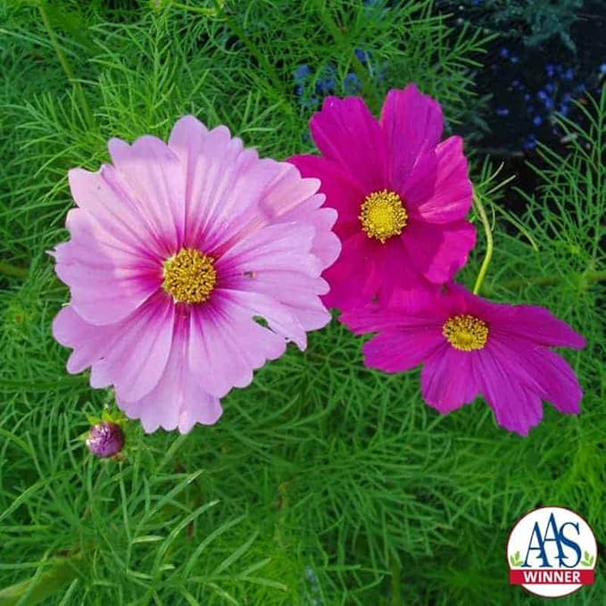 Outsidepride Sensation Mix Cosmos Bipinnatus Seeds - 1/4 lb. Annual, Drought-Tolerant, Self-Sowing, Mixed Flower Seeds for Planting Outdoors, Easy-Grow Pollinator Garden & Cut Flowers (AAS Winner)
