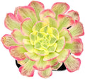 2" Live Succulent Plants Aeonium 'Dark Sea', Mini Potted Succulents, Easy Care Indoor Houseplant, Unique Gifts, Home Office Décor