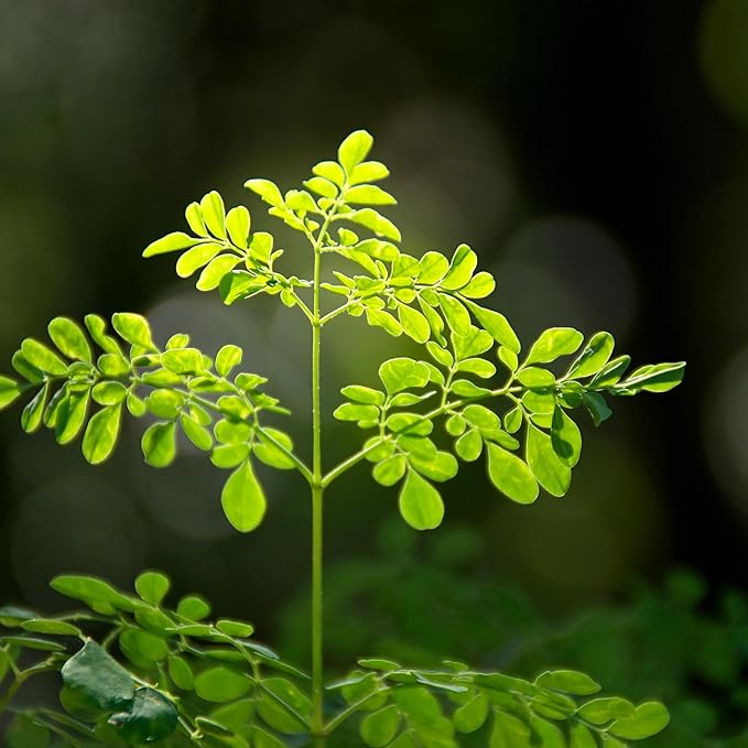 Moringa Seeds for Planting - 10 g Packet ~30 Seeds - Grow Moringa Seeds to Eat - Moringa Plant Tree Seedlings - The Tree of Life, Moringa Oleifera