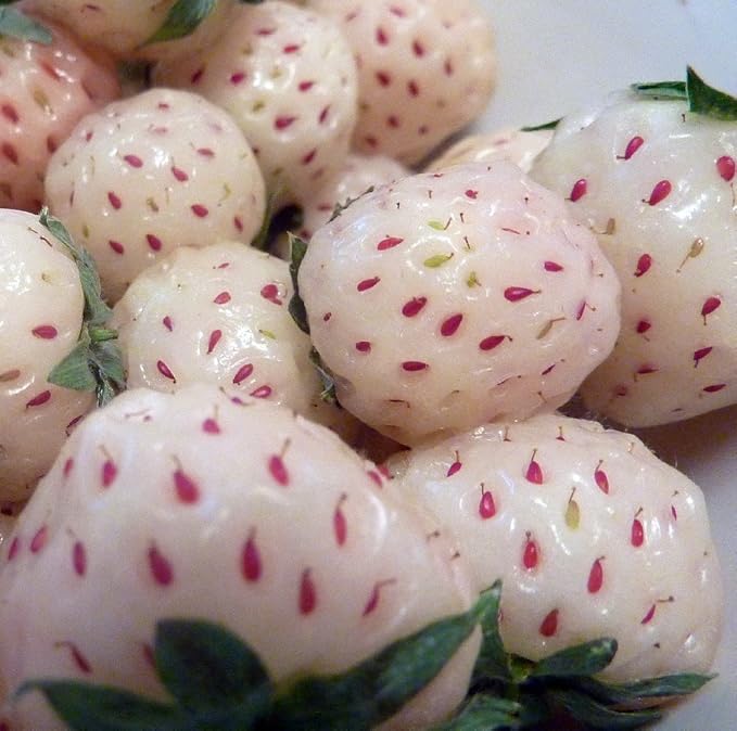 White Carolina Pineberry Plants - 10 Roots -Bareroot-Pineapple/Strawberry Flavor - Grow Indoors or Out