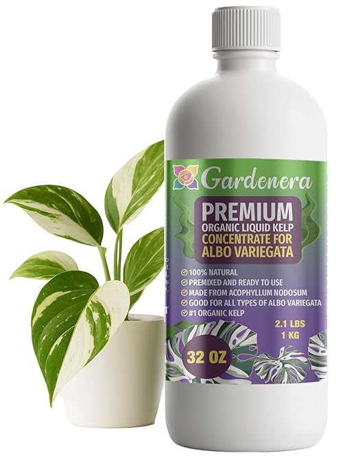 GARDENERA Premium Organic Seaweed & Kelp Superfood for ALBO VARIEGATA Plants - 32 oz - Liquid Kelp Fertilizer Concentrate (Makes 180 Gallons)