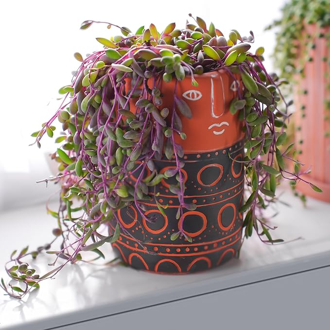 4" Ruby Necklace | Othonna capensis L.H.Bailey, Live Succulent Fully Rooted in Pots, Purple Hanging Trailing House Plant for Home Office Wedding Decoration DIY Project Party Favor