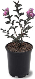 American Plant Exchange Black Diamond Purely Purple Crape Myrtle Tree Live, 1-Gallon Pot, 1-1.5ft Tall, Vibrant Purple Flowers, Drought-Tolerant, Large Outdoor Landscape Accent, Year-Round Beauty