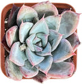Sprout N Green Echeveria Colorata x Laui, Rare Live Succulent Plant Fully Rooted in 2" Planter with Soil, Home Office Indoor Outdoor Wedding Decoration DIY Projects Party Favor