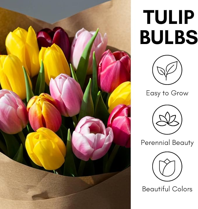 Tropical Sunset Double Late Tulip Bulbs – Vibrant, Lush Blooms for a Bold Spring Display (5 Bulbs)