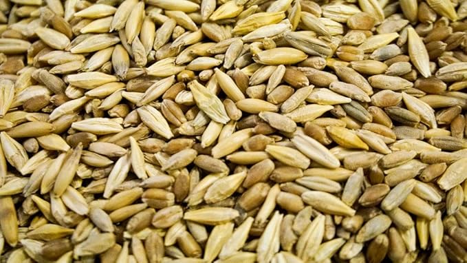 Thunder Acres Cat Grass Blend - Wheat, Barley, Oats, and Rye Seed Mix - Non-GMO - Certified Organic - Bonus CAT Toy (1 LB)