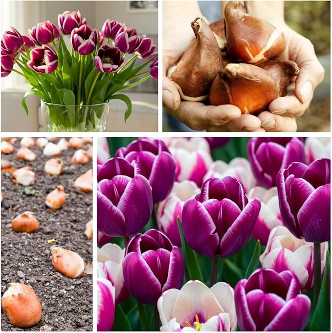 Rainbows Parrot Tulip Bulbs for Planting - Huge Bulbs for Huge Flowers, Grow Huge Rainbow Tulips (50 Bulbs)