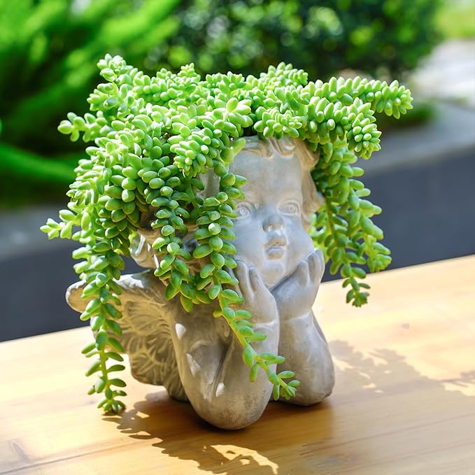 4" Donkey's Tail, Live Sedum Morganianum-Burro's Tail Succulent Fully Rooted in Pots with Soil Mix, Rare House Plant for Home Office Wedding Indoor Outdoor Decoration, DIY Projects, Party Favor