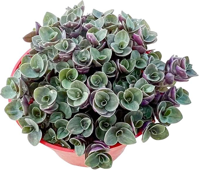 Sprout N Green Turtle Vine, Live Succulent Callisia Repens Sedum Fully Rooted in 4" Pot, House Plant Home Office Wedding Decoration DIY Projects Party Favor